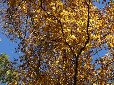 Juglans nigra