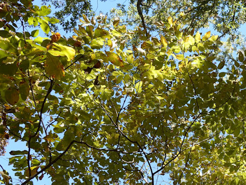 Juglans nigra