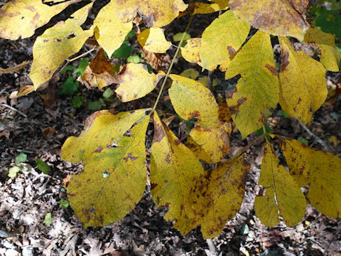 Juglans nigra
