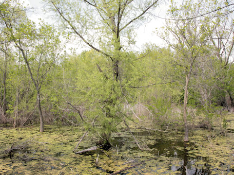 Salix nigra