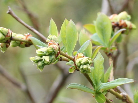 Vaccinium sp.