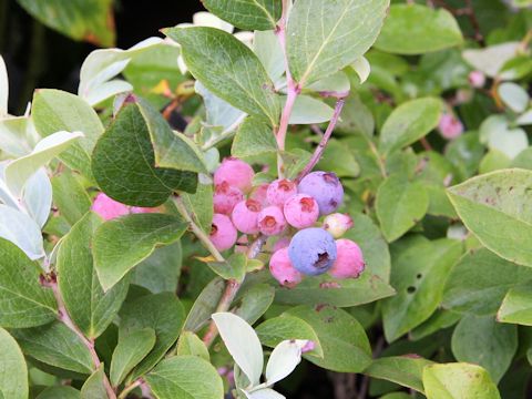 Vaccinium sp.