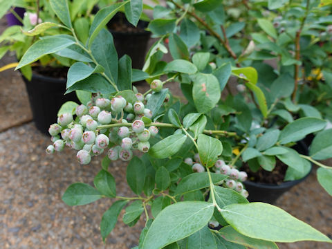 Vaccinium sp.