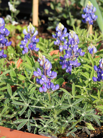 Lupinus texensis