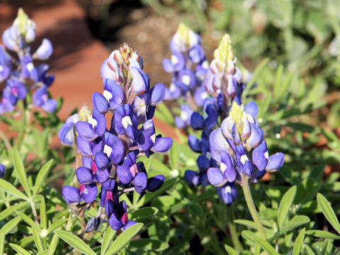 Lupinus texensis