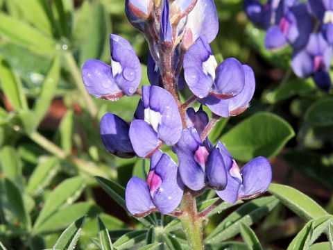 Lupinus texensis