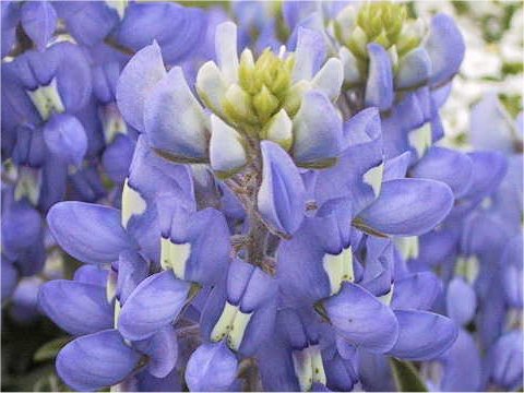 Lupinus texensis