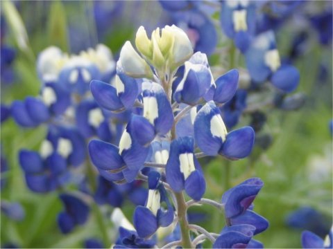 Lupinus texensis