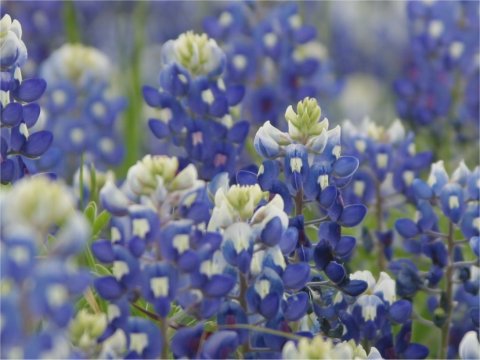 Lupinus texensis