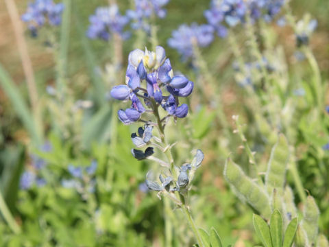 Lupinus texensis