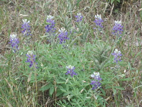 Lupinus texensis