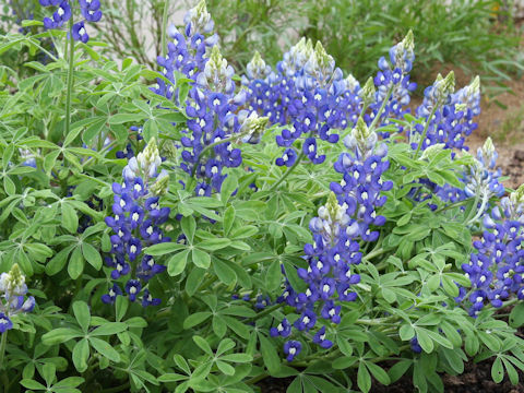 Lupinus texensis