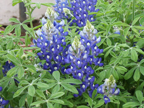 Lupinus texensis