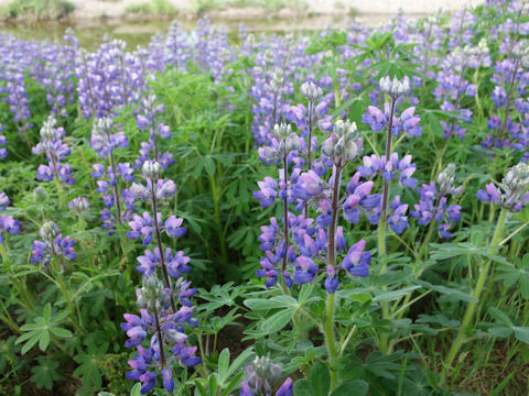 Lupinus texensis