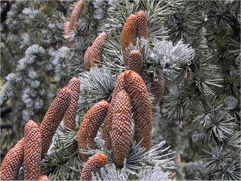 Cedrus atlantica cv. Glauca