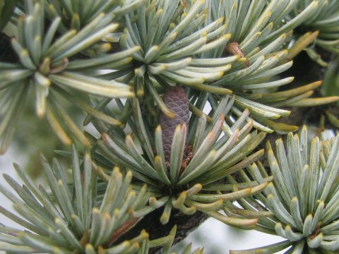 Cedrus atlantica cv. Glauca