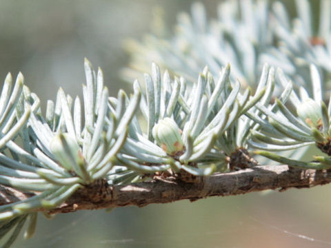 Cedrus atlantica cv. Glauca