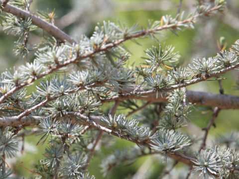 Cedrus atlantica cv. Glauca