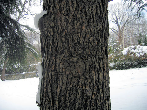 Cedrus atlantica cv. Glauca