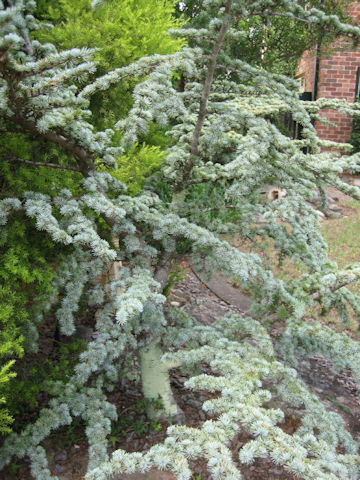 Cedrus atlantica cv. Glauca