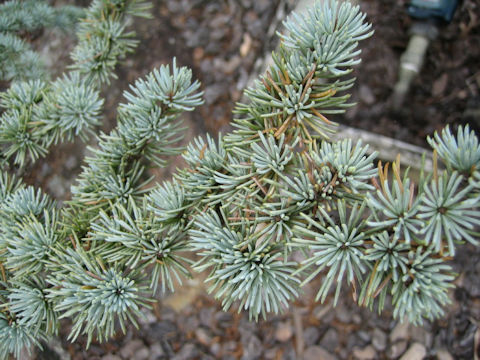 Cedrus atlantica cv. Glauca