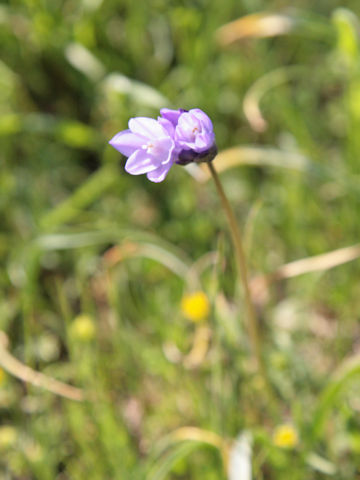 Dipterostemon capitatus