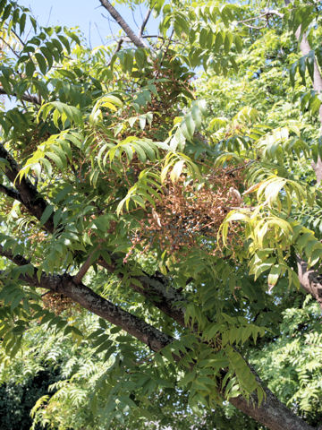 Sambucus cerulea