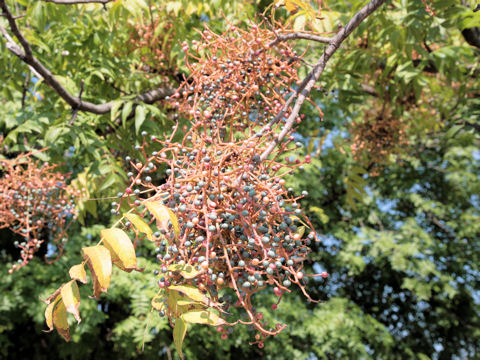 Sambucus cerulea