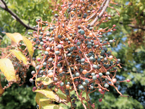 Sambucus cerulea