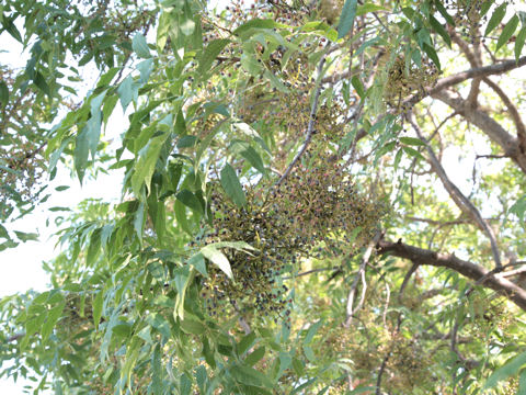 Sambucus cerulea