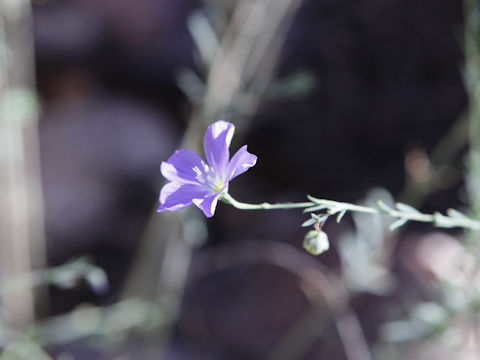 Linum lewisii