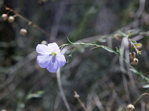 Linum lewisii