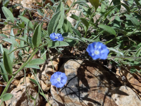 Linum lewisii