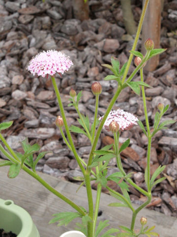 Trachymene coerulea