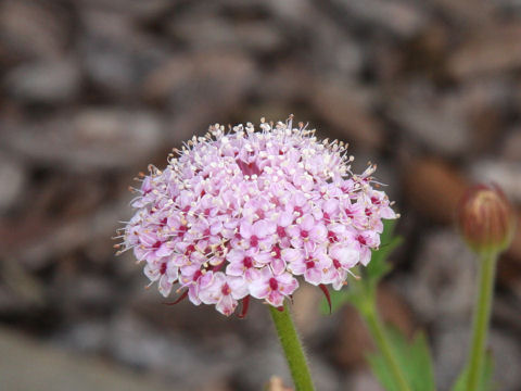 Trachymene coerulea