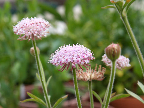 Trachymene coerulea