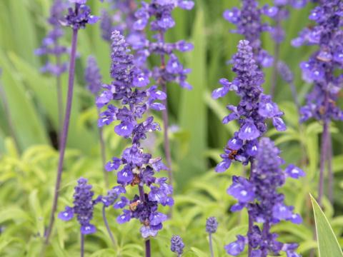 Salvia farinacea