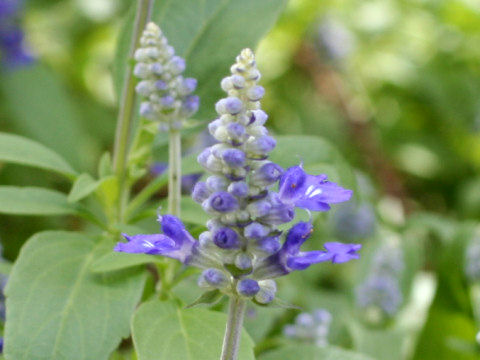 Salvia farinacea