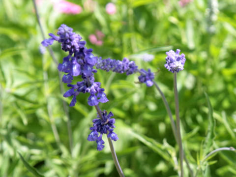 Salvia farinacea