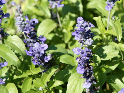 Salvia farinacea