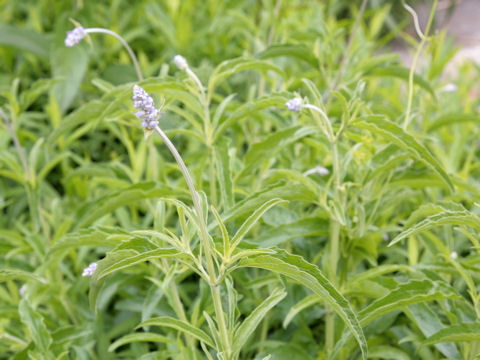 Salvia farinacea