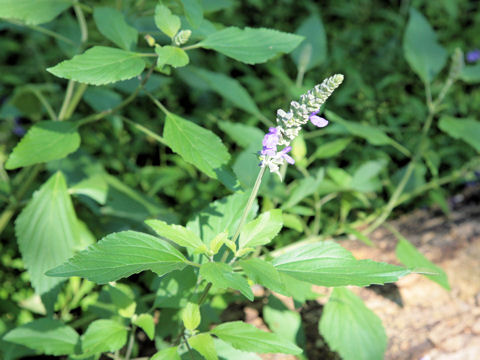 Salvia farinacea