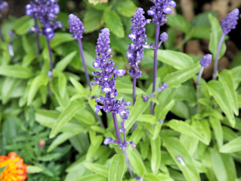 Salvia farinacea