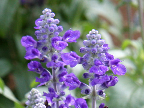 Salvia farinacea cv. Victoria Blue