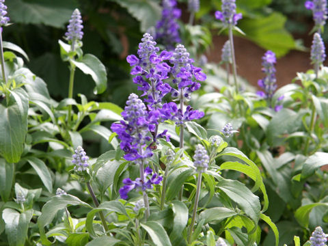 Salvia farinacea cv. Victoria Blue