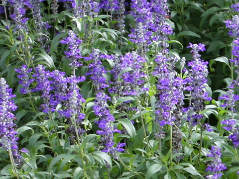 Salvia farinacea cv. Victoria Blue