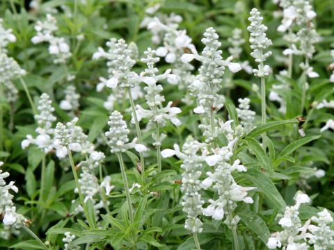 Salvia farinacea cv. Augusta