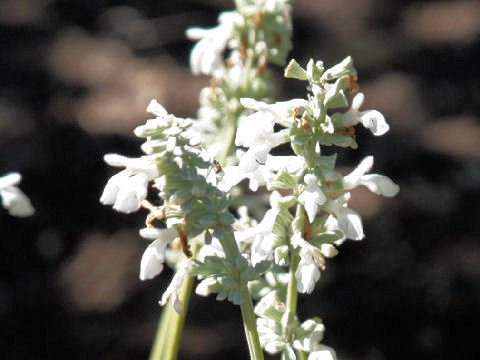 Salvia farinacea cv. Augusta
