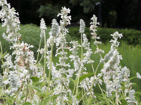 Salvia farinacea cv. Augusta