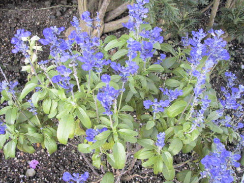 Salvia farinacea